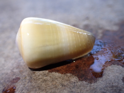 Conus frigidus observed 2023-08-25