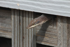 Anolis carolinensis