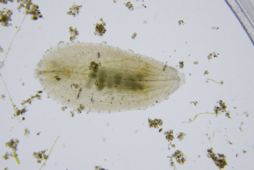 Alboglossiphonia lata