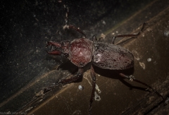 Cacostomus squamosus