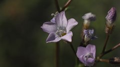 Gilia stellata