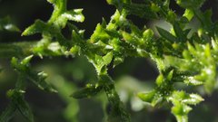 Gilia stellata