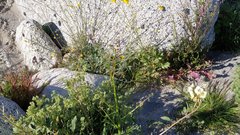 Gilia stellata