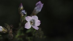 Gilia stellata