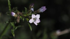 Gilia stellata