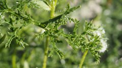 Gilia stellata