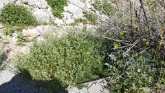 Gilia stellata