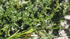 Gilia stellata