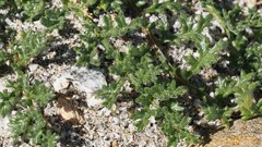 Gilia stellata