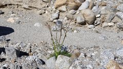 Gilia stellata