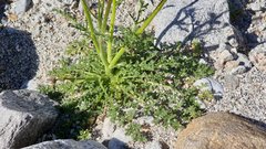 Gilia stellata