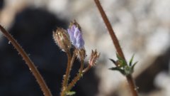 Gilia stellata