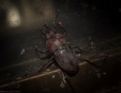 Cacostomus squamosus