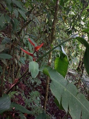 Heliconia tortuosa image