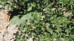 Gilia stellata