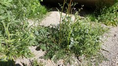 Gilia stellata