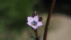 Gilia stellata