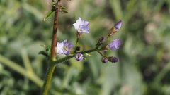 Gilia stellata