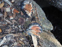 Comocladia
