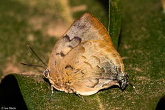 Panthiades hebraeus