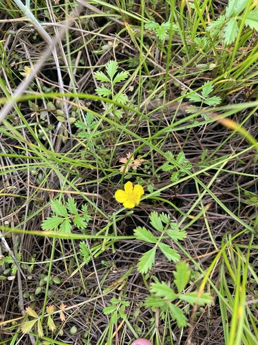 Arctic Silverweed