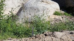 Gilia stellata
