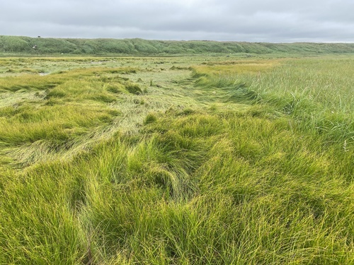 Ramensk's sedge (Carex ramenskii)