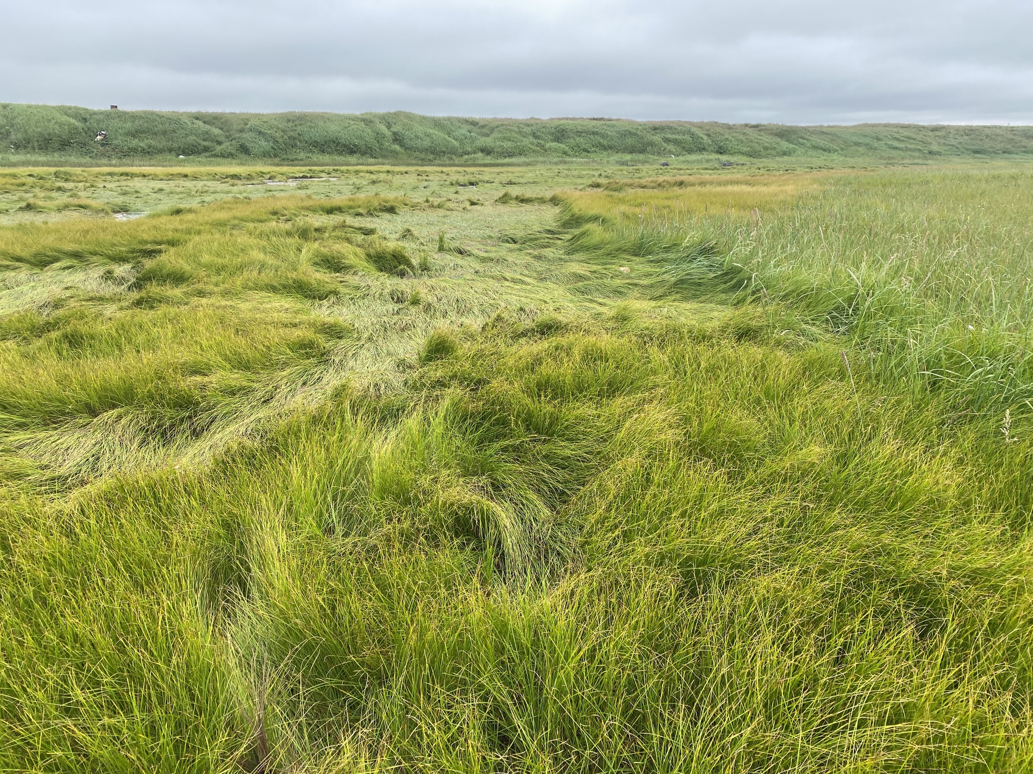 Carex ramenskii