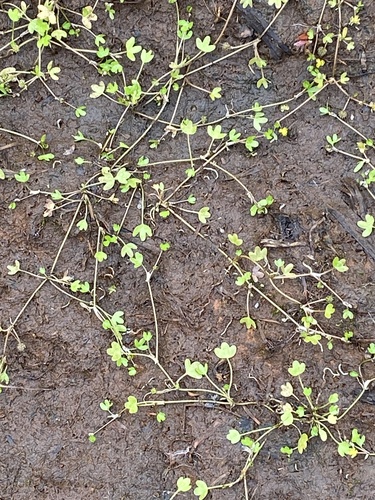 Arctic Buttercup