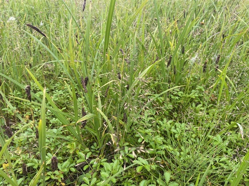 Circumpolar Small-reedgrass