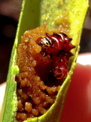 Exyra semicrocea