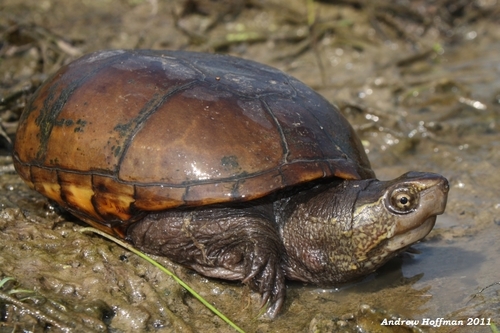 Eastern Mud Turtle (Kinosternon subrubrum) · iNaturalist