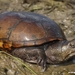 Eastern Mud Turtle - Photo (c) Andrew Hoffman, some rights reserved (CC BY-NC-ND)