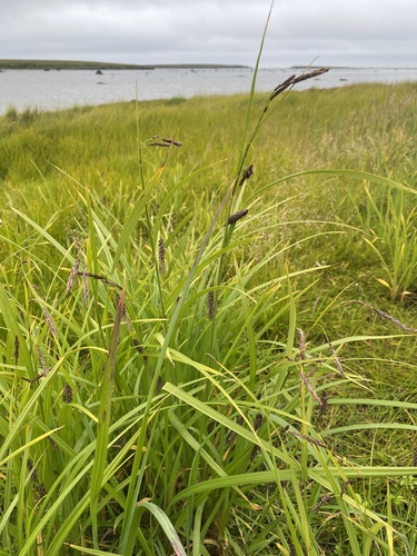 Lyngbye's sedge
