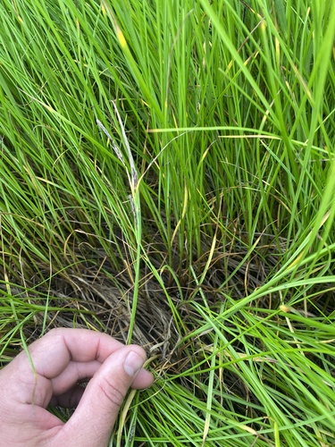 Ramensk's sedge