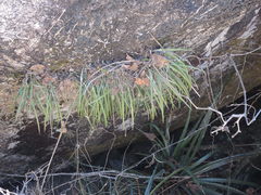 Brassavola cucullata