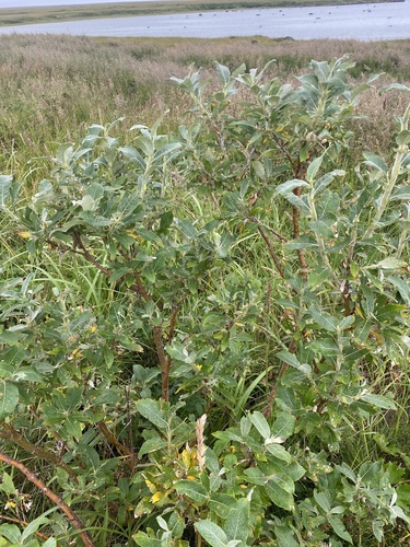 Alaska willow