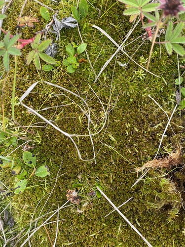 Sphagnum tescorum