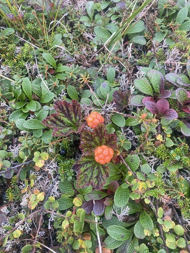 cloudberry