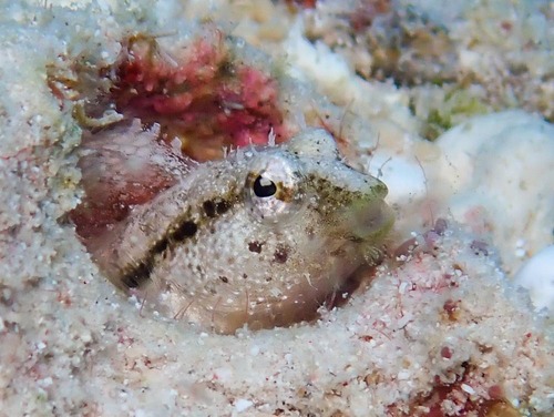 Gladde sabeltand-slijmvis (Petroscirtes xestus) — Blenniidae — 5