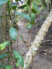 Zanthoxylum schreberi