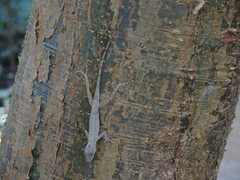 Anolis taylori