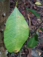 Zanthoxylum schreberi