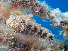 Highfinned Blenny photo 2