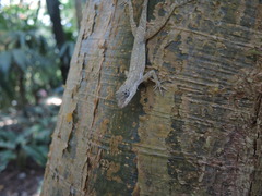 Anolis taylori