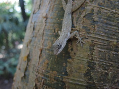 Anolis taylori