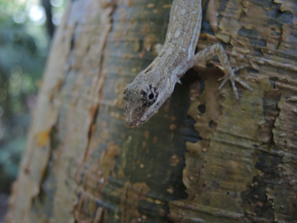 Taylor's Anole