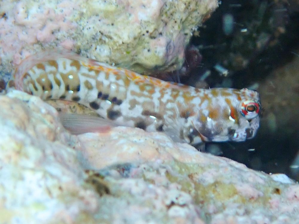 Jewelled Rockskipper Bluedash Rockskipper (Blenniella paula) - Marine Life Identification