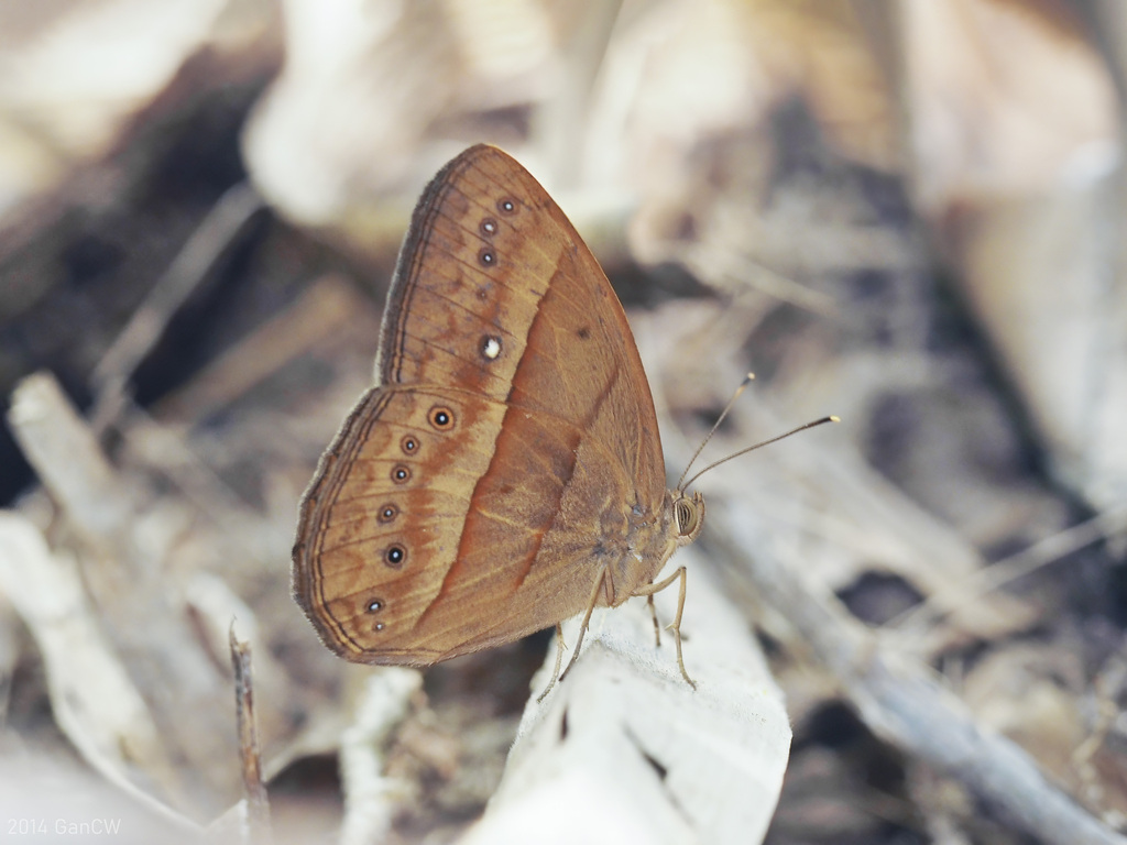 Cyclops Bushbrown
