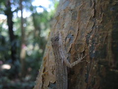 Anolis taylori
